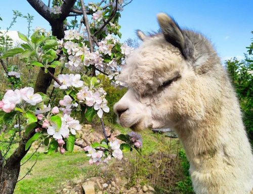 PACCHETTO VACANZE ALPACA TREKKING